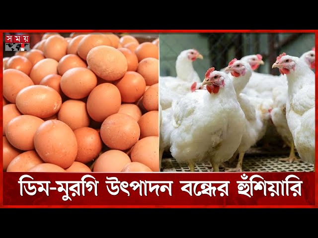ডিম-মুরগির দাম কম, লোকসানে খামারিরা | Poultry Industry | Egg Price | Chicken Price | Somoy TV