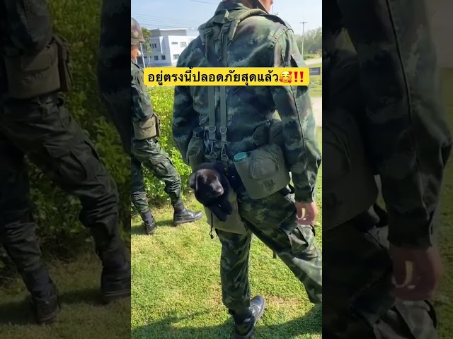 อยู่ที่ๆปลอดภัยแล้วหนูน้อย🥰‼️🐕 #สุนัขแสนรู้ #สุนัขน่ารัก #สัตว์โลกน่ารัก