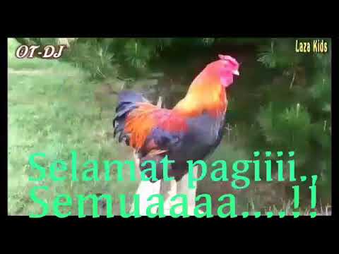Dj ayam selamat pagi