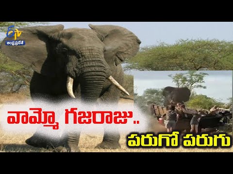 Watch: Elephant attacks on student's Safari truck in South Africa Watch: Elephant attacks on student's Safari truck in South Africa