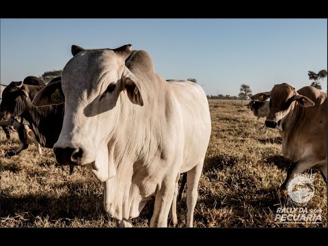 Maurício Palma Nogueira, sobre a produção de carne bovina sustentável