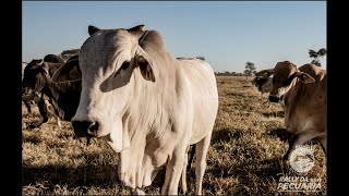 Maurício Palma Nogueira, sobre a produção de carne bovina sustentável