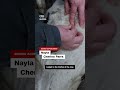 See farmers provide acupuncture treatment to their cows in France  - 00:44 min - News - Video
