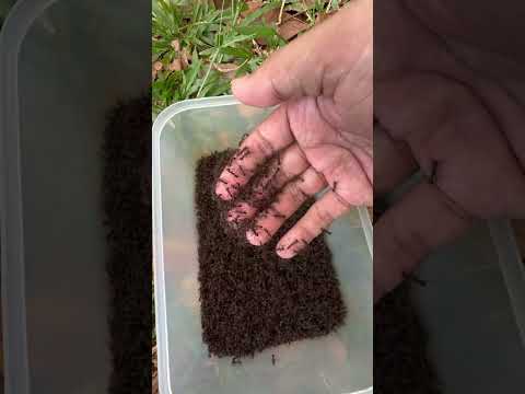Brave man is stung by fire ants is so much hurt #shorts