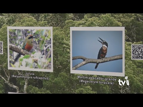 Vídeo: Exposição “As aves de Pará de Minas” já está aberta ao público na sede do poder legislativo