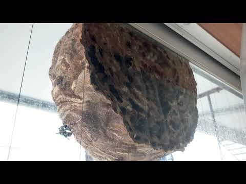 ベランダに出来たスズメバチの巣