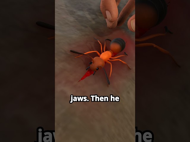 How farmers Used Ants to heal animal wounds 😱