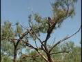 Sanctuary monkeys play in trees