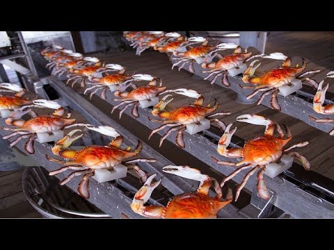 Upload mp3 to YouTube and audio cutter for How to Harvesting Crab - Amazing Crab Factory - Crab Meat Processing Line download from Youtube