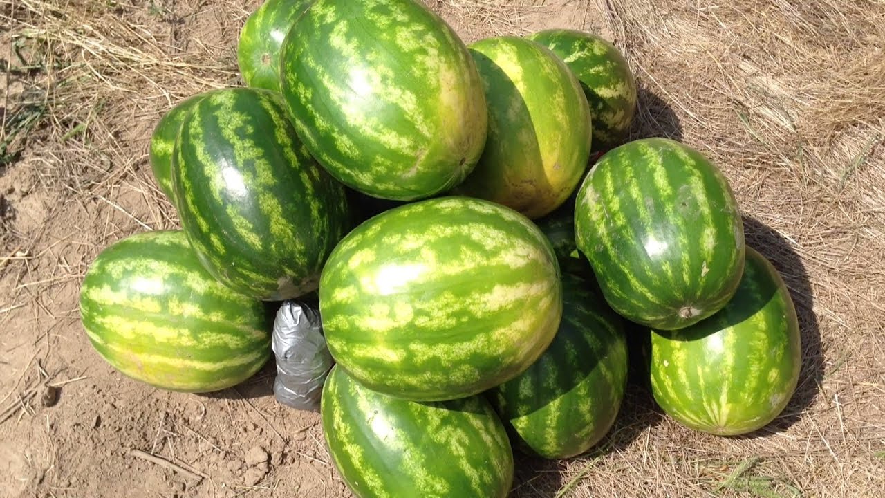 Huge Watermelon Explosion 2lbs And A Pile Of Watermelon Youtube 0221