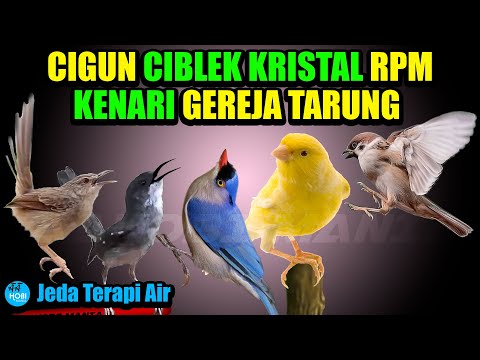 MASTER CIGUN CIBLEK KRISTAL RPM KENARI GERJA TARUNG Jeda Terapi Air Ampuh