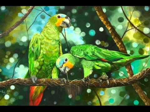 EL KADY  FOREST SONG.wmv