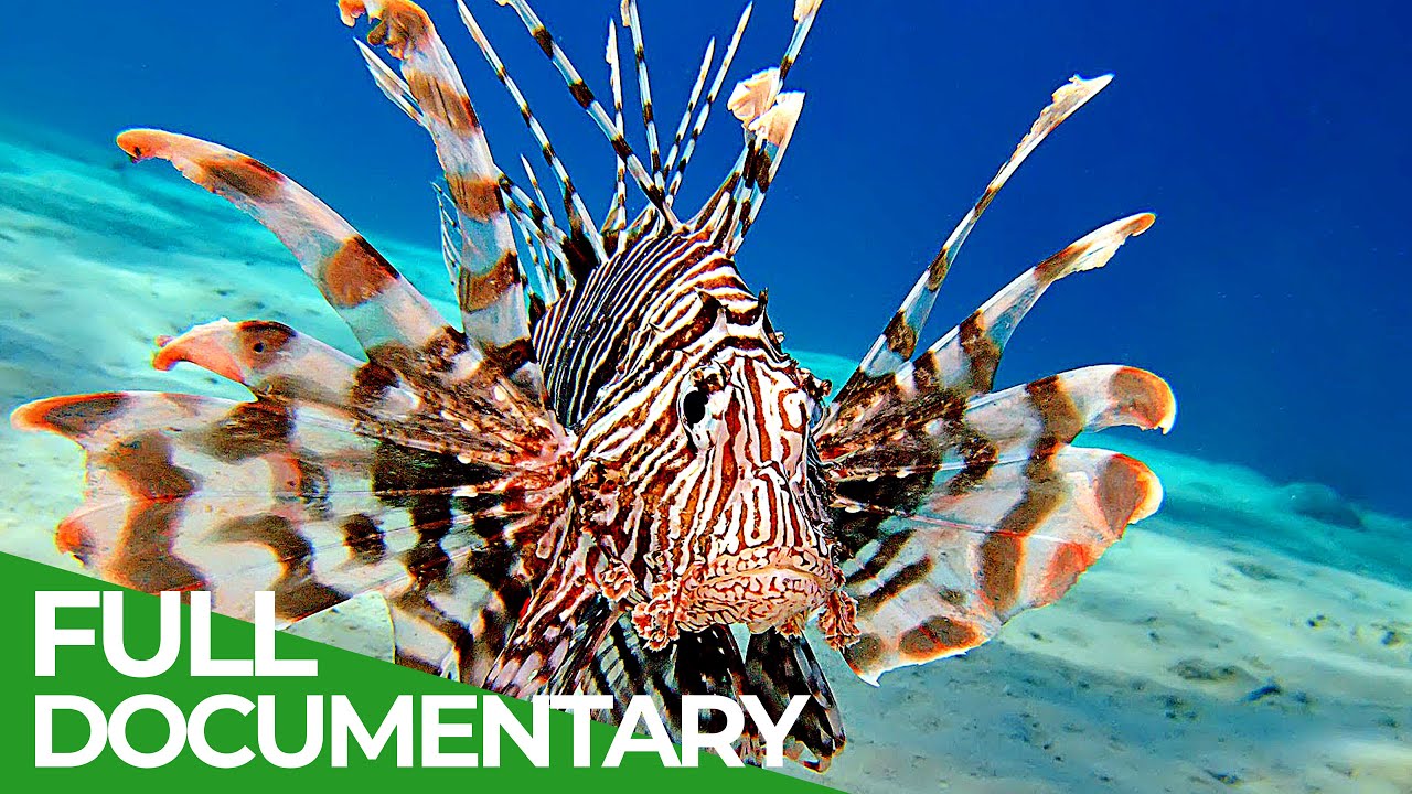 Lionfish - The New Pirates of the Caribbean | Free Documentary Nature