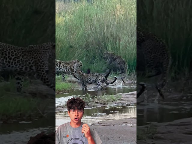 ¿Quién le puede ganar? 🤔 🦡 #shorts #biology #animales