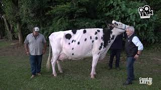 TV Holstein - Chácara Recanto das Paineiras: Excelência em Genética de gado holandês