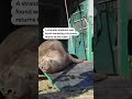 Elephant seal returns to the ocean after wandering Cape Town | REUTERS  - 00:44 min - News - Video