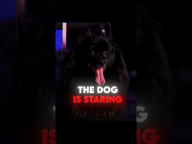 This dog can hypnotize people 🔥#trollface #edit #bgt #trending #fyp #shorts