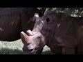 South African NGO prepares to rewild 2,000 rhinos | REUTERS  - 01:21 min - News - Video