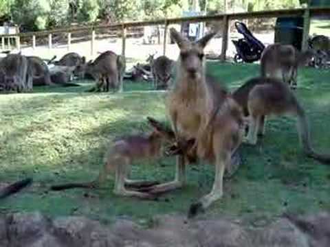 Kangaroo mother calling Joey back to pouch - YouTube