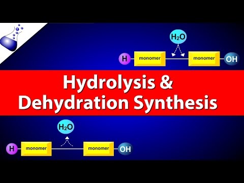 Upload mp3 to YouTube and audio cutter for Hydrolysis and Dehydration Synthesis download from Youtube