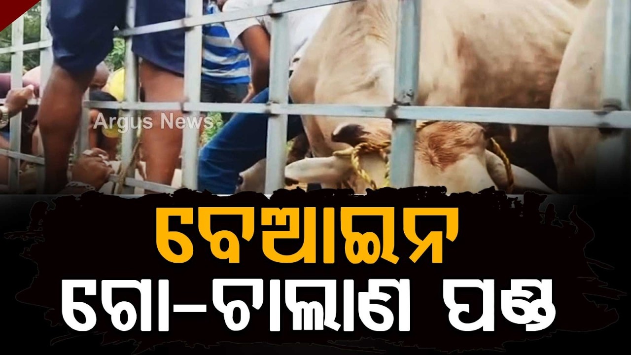 Cattle Smuggling Foiled In Bhadrak: Smugglers Jump Into River To Escape Police | Argus News
