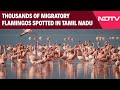 Tamil Nadu News | Thousands Of Migratory Flamingos Spotted In Tamil Nadu’s Tirunelveli District