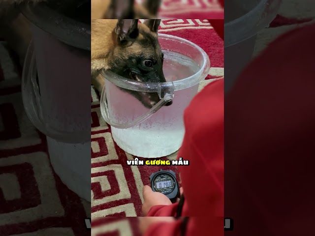 Con chó đã gian lận bài thi để tốt nghiệp 😲