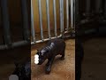 Rare pygmy hippo born in Athens zoo  - 00:25 min - News - Video