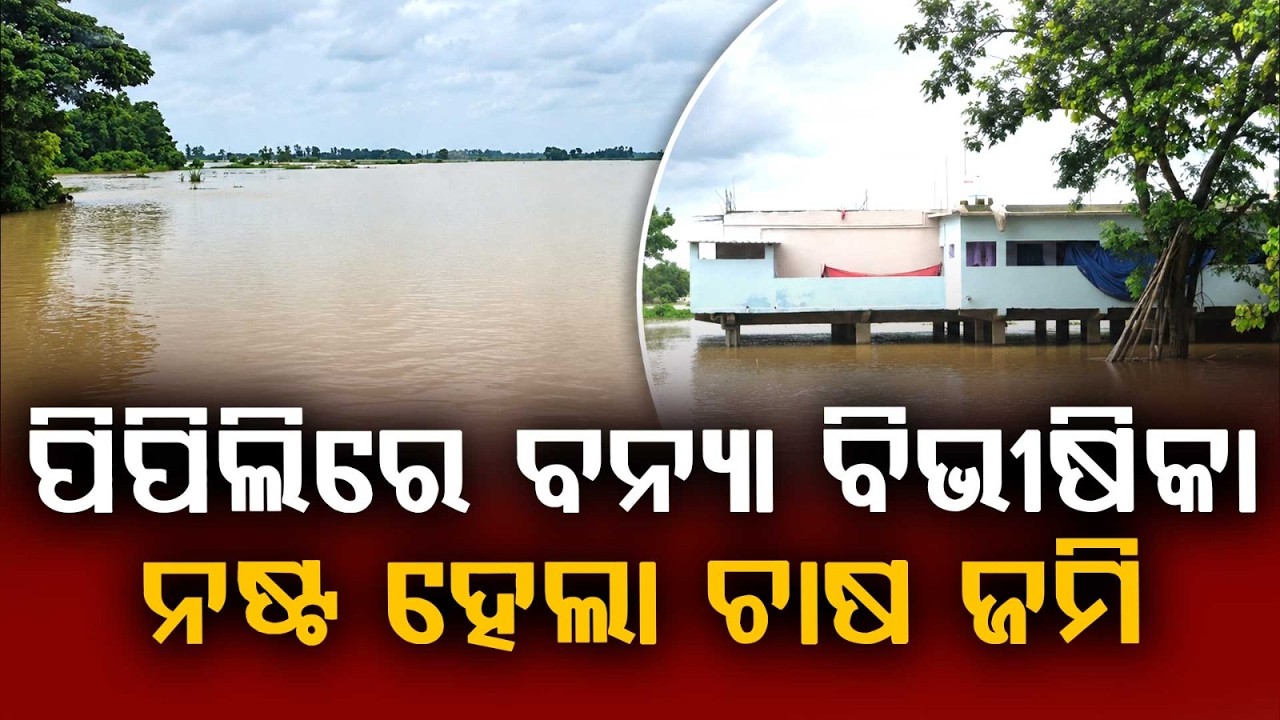 ପିପିଲିରେ ବନ୍ୟା ବିଭୀଷିକା | Bhargavi River Flood | Crops Destroyed in Pipili's Maujabeg | Argus News