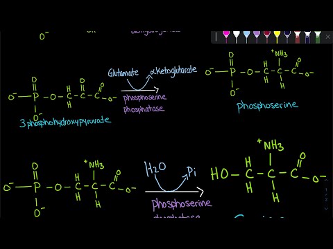 Serine Synthesis | Biochemistry