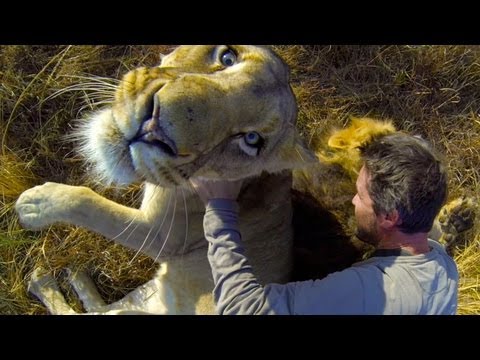 Krótki pokaz, jak tulić lwy