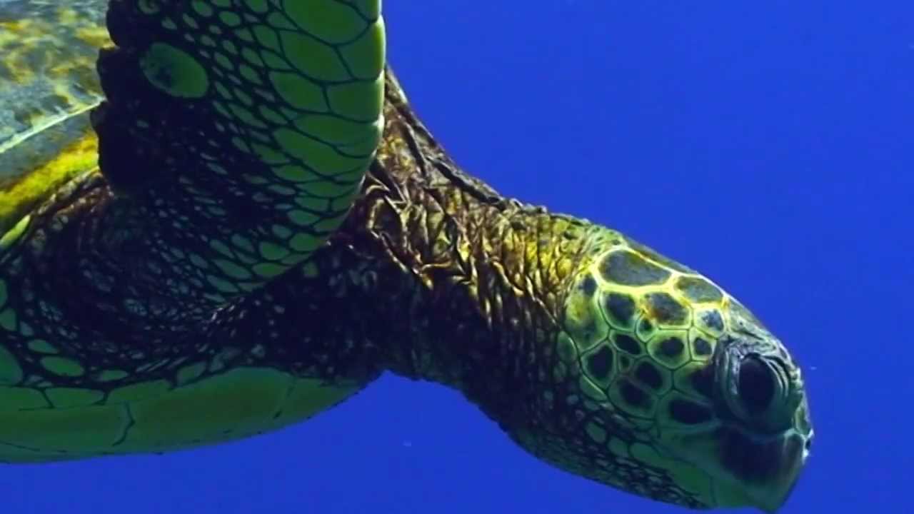 Sea Turtle Migration Video - YouTube