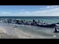 More than 100 pilot whales become stranded off Western Australia  - 01:13 min - News - Video