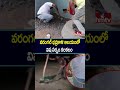 వరంగల్ భద్రకాళి ఆలయంలో విష సర్పం కలకలం | Snake in Bhadrakali Temple, Warangal | hmtv