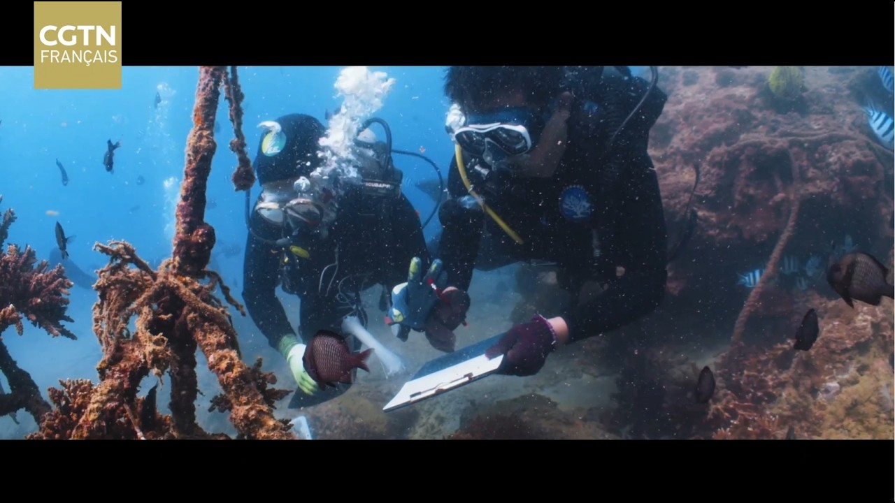 Sous l'eau, ils risquent leur vie pour sauver les coraux