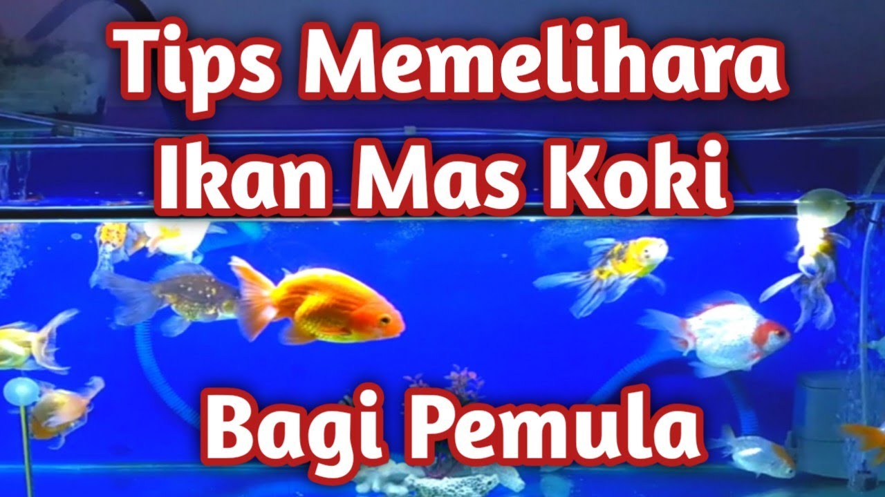 57 Aquarium Koki Berkabut Gratis Terbaru