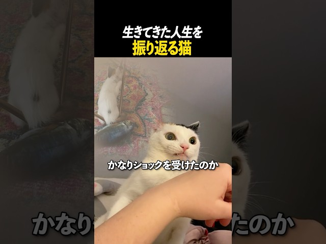 生きてきた人生を振り返る猫