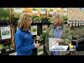 Some benefits of planting native plants in your garden(WBAL) - 02:41 min - News - Video