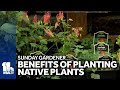 Some benefits of planting native plants in your garden