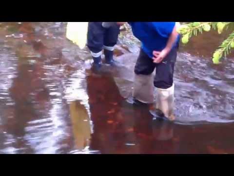 как ловить миногу в реке видео как ловить миногу в реке видео