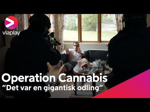 Operation Cannabis'