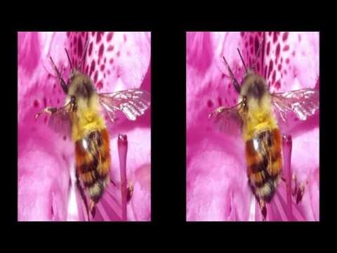 3D Bee Spree by Full Volume 3D Productions