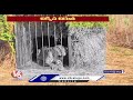 Cheetah Trapped In Cage At Shamshabad Airport | Hyderabad | V6 News  - 02:00 min - News - Video