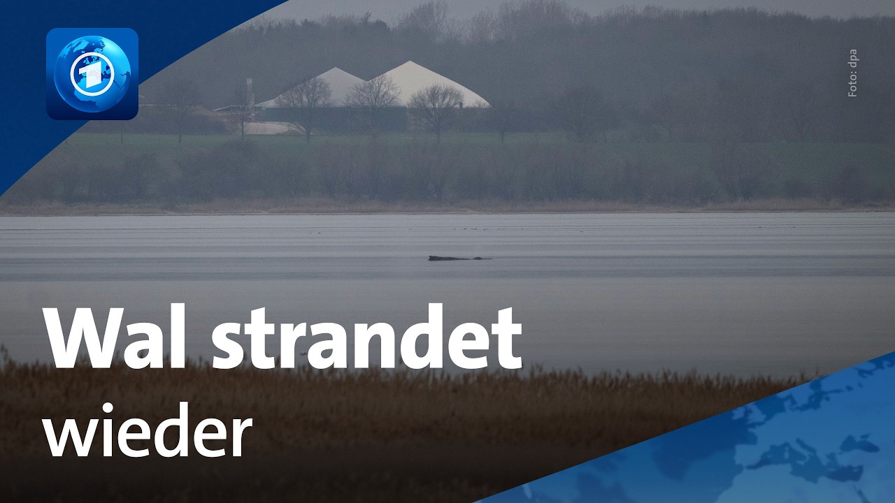 Buckelwahl strandet erneut: Tier liegt vor Wismarer Bucht im flachen Wasser