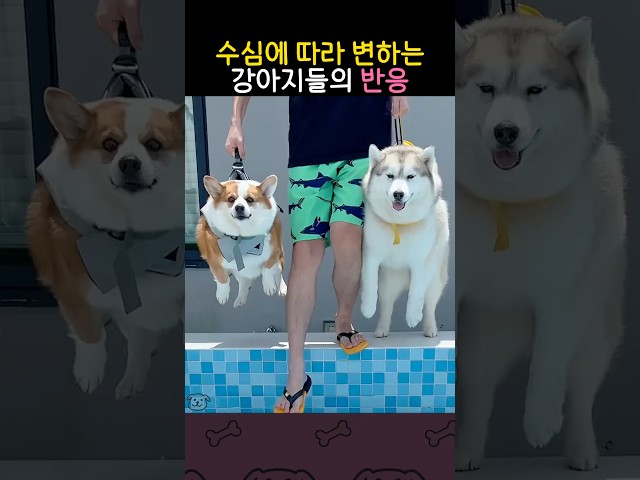 수심에 따라 변하는 강아지들의 반응