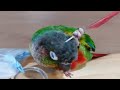 Viral Video: पंजे में अपना ही पंख लेकर सिर खुजलाता दिखा पक्षी