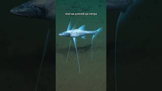 Настоящий ТРАЛАЛЕРО ТРАЛАЛА #shorts #шортс