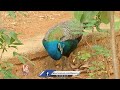 Peacocks In KBR Park Attracts Walkers | Hyderabad | V6 News  - 03:01 min - News - Video