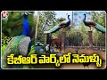 Peacocks In KBR Park Attracts Walkers | Hyderabad | V6 News