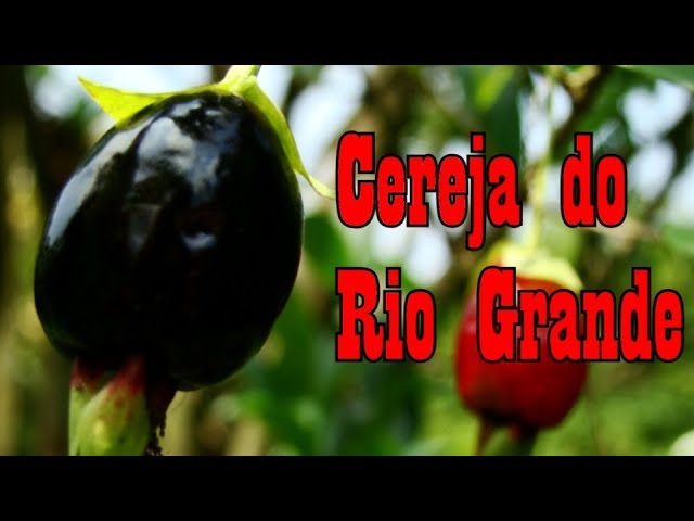 Como Cultivar Cereja do Rio Grande Como Cultivar Cereja do Rio Grande